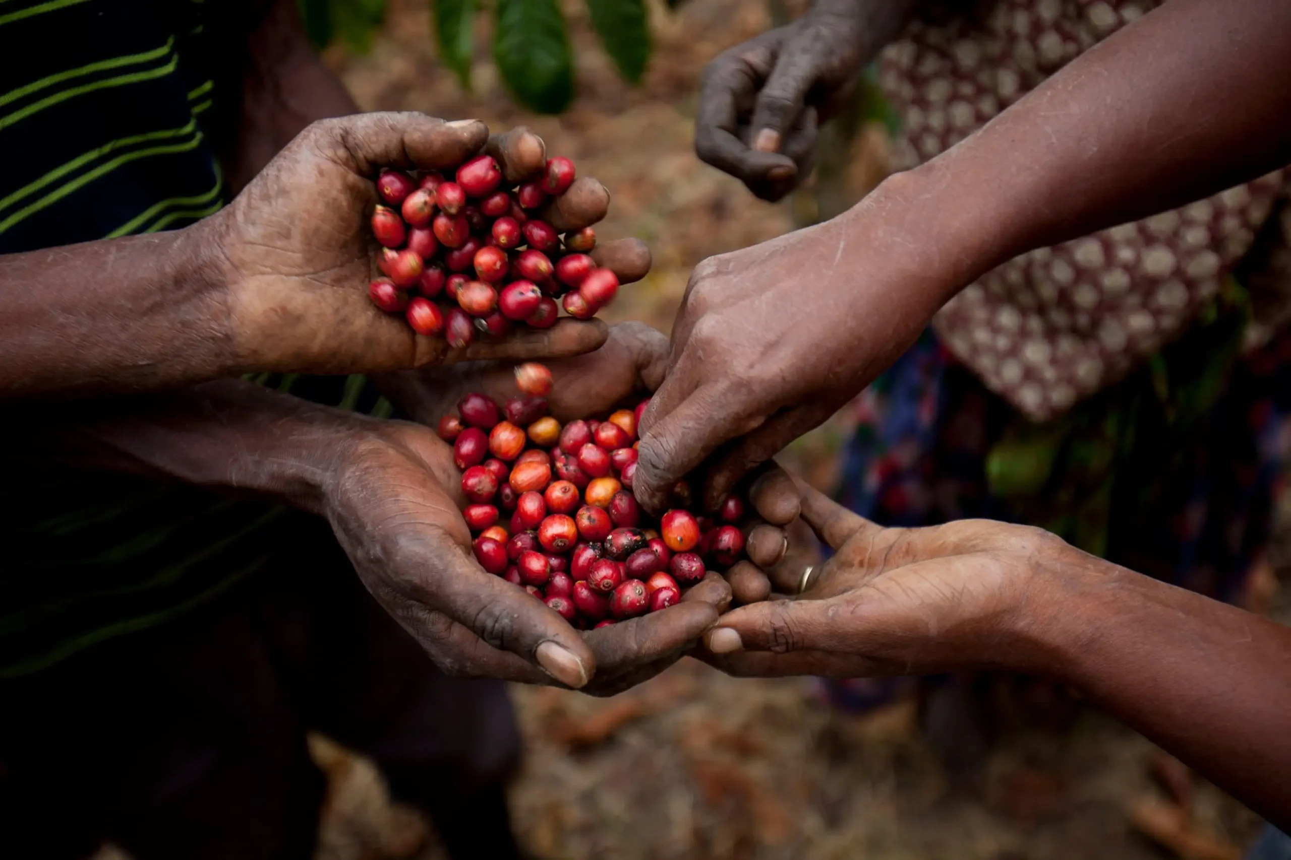 Tổng quan về cà phê Uganda từ Châu Phi