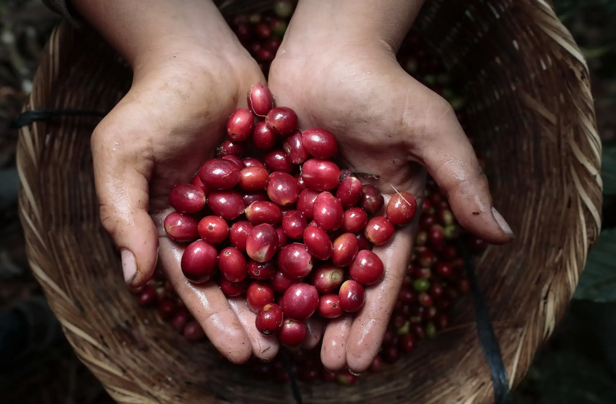 Một định nghĩa toàn diện về Specialty Coffee