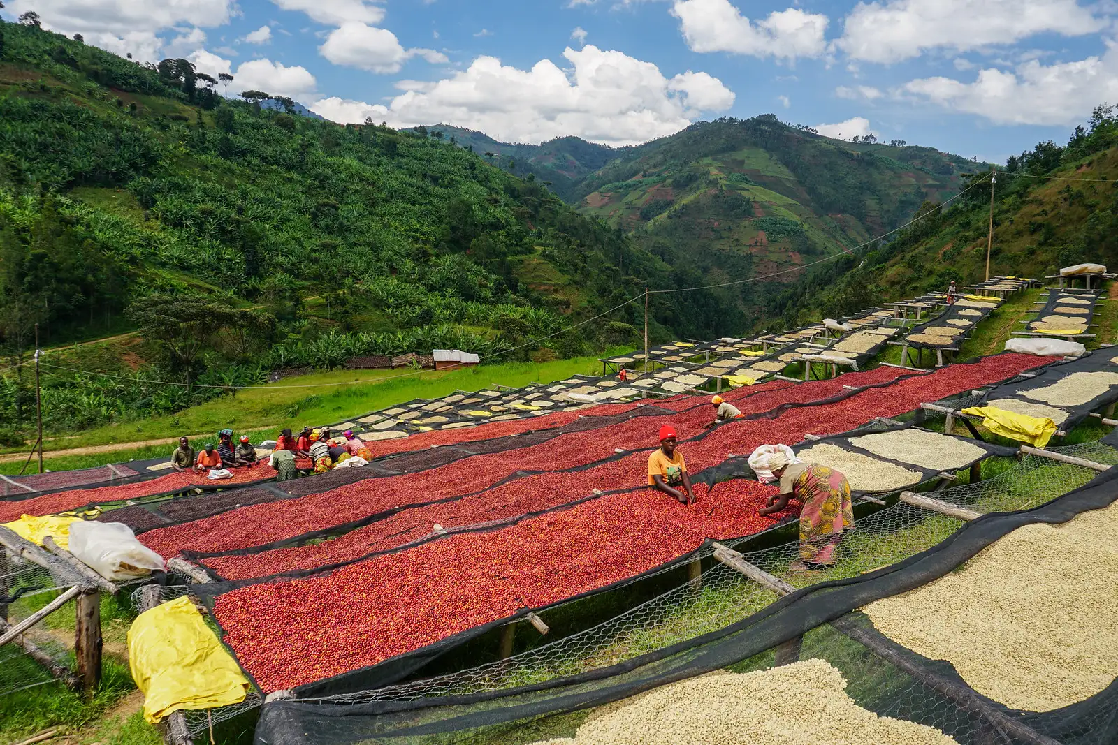Tổng quan về cà phê Rwanda từ Châu Phi