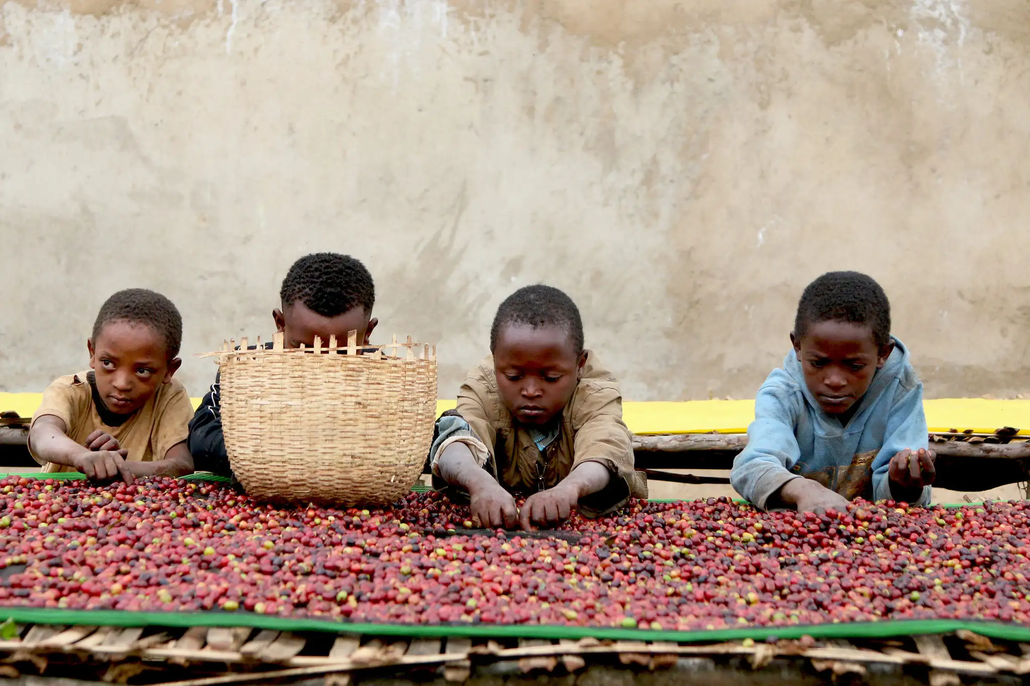 Tổng quan về cà phê Ethiopia từ Châu Phi