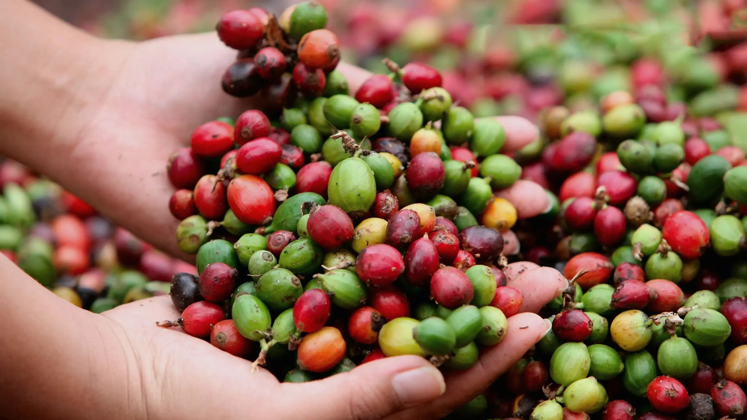 Cơ hội cho cà phê đặc sản C. canephora