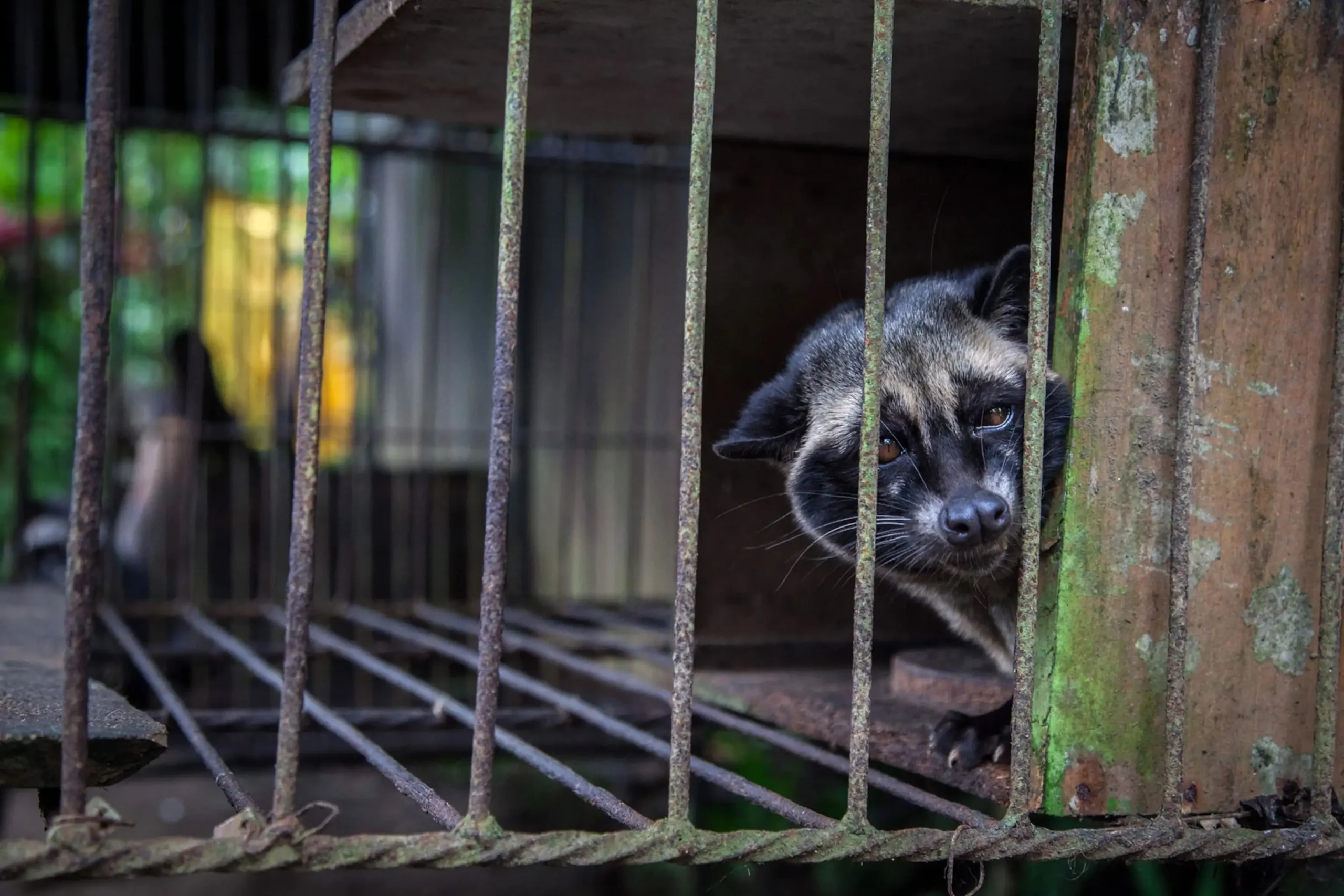 Kopi Luwak; Loại cà phê tồi tệ nhất thế giới