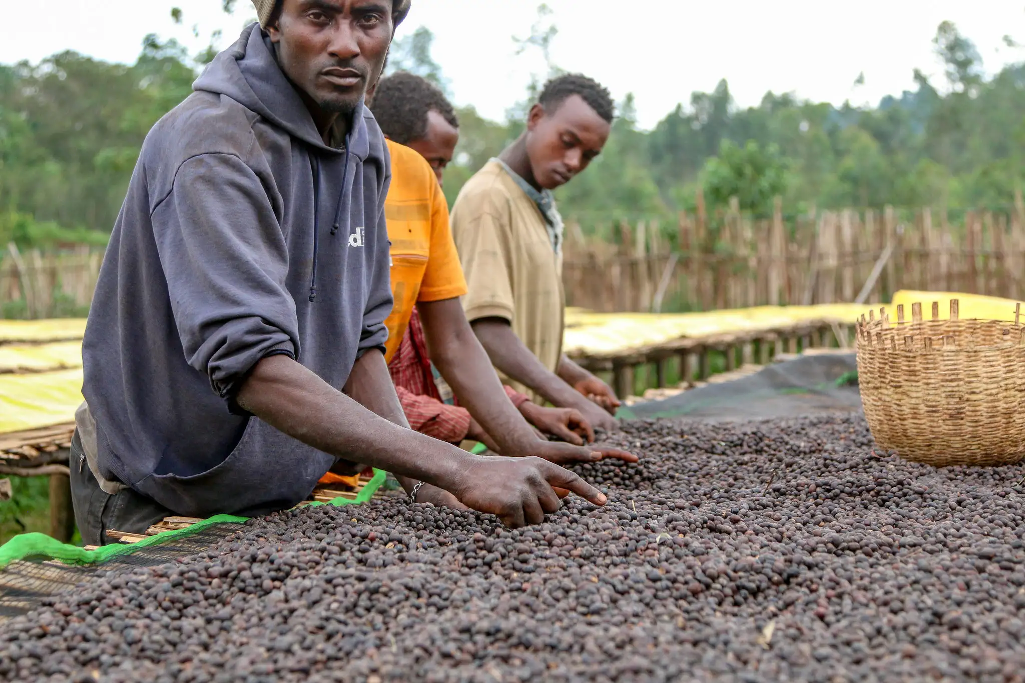 Cà phê Harar từ Ethiopia