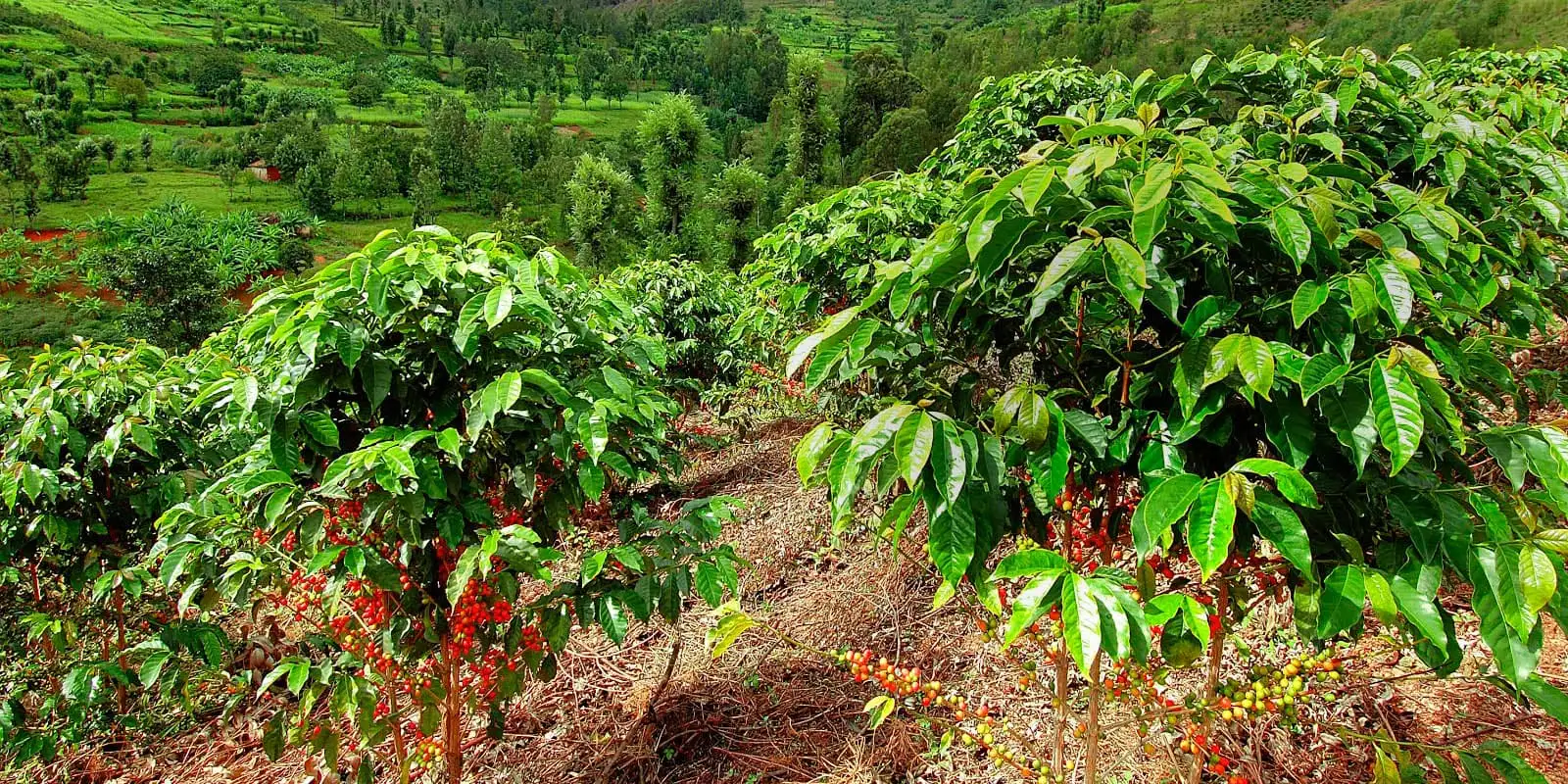 Luật chống phá rừng của EU: Đòn bẩy thúc đẩy ngành cà phê phát triển