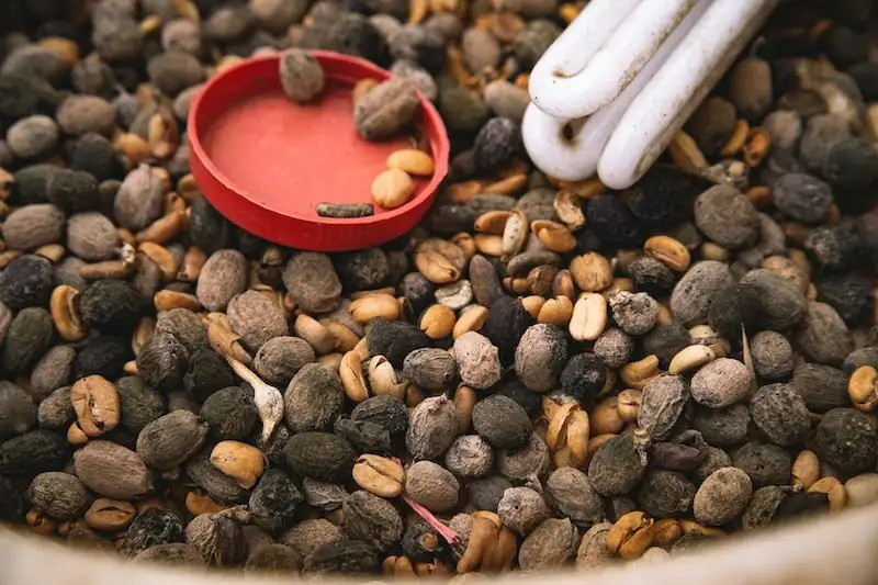 Các dạng khiếm khuyết thường gặp trên cà phê nhân xanh