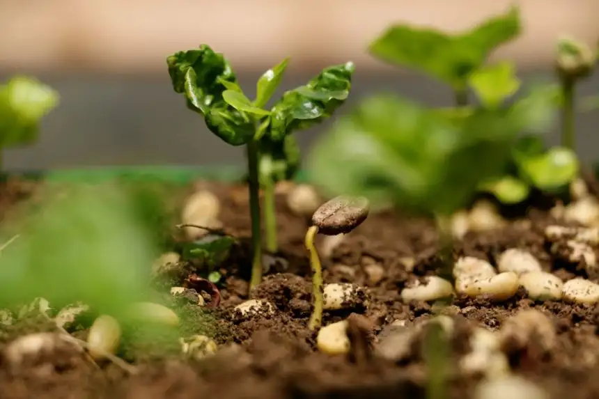 Các nhóm di truyền của giống Arabica
