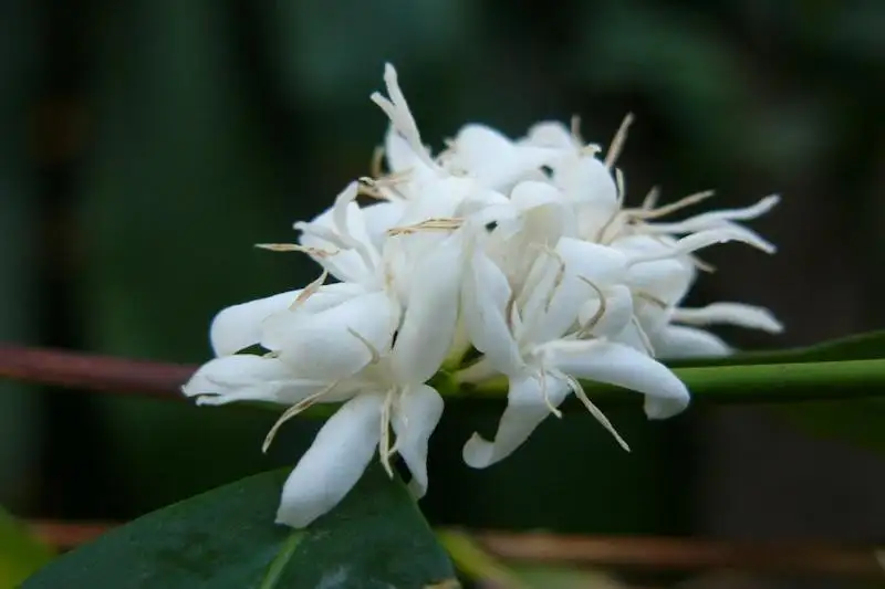 Khám phá mối liên hệ giữa Coffea Canephora và Robusta