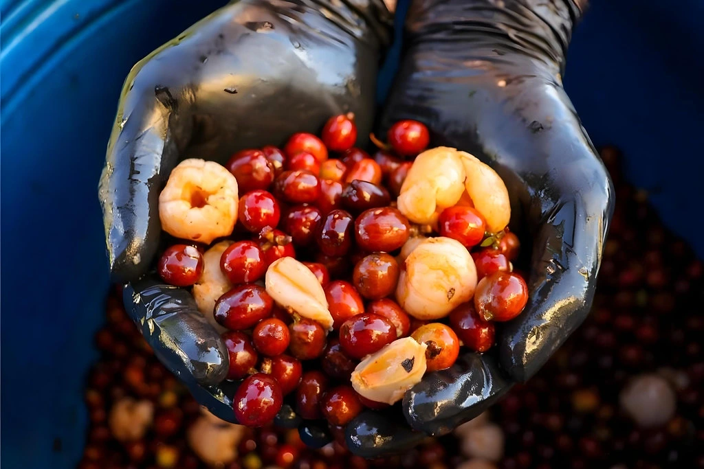 Khám phá Infused coffee: Xu hướng mới hay sự đột phá?