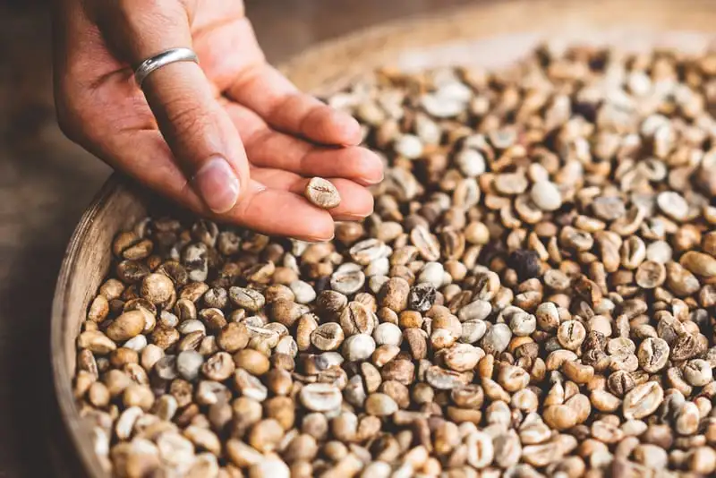 Kỹ thuật chế biến mật ong (chế biến bán ướt) trên cà phê