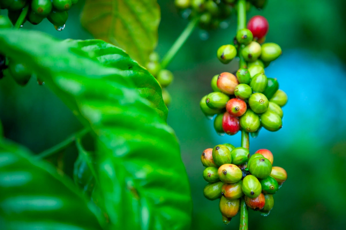 Lịch sử và đa dạng sinh học của Robusta