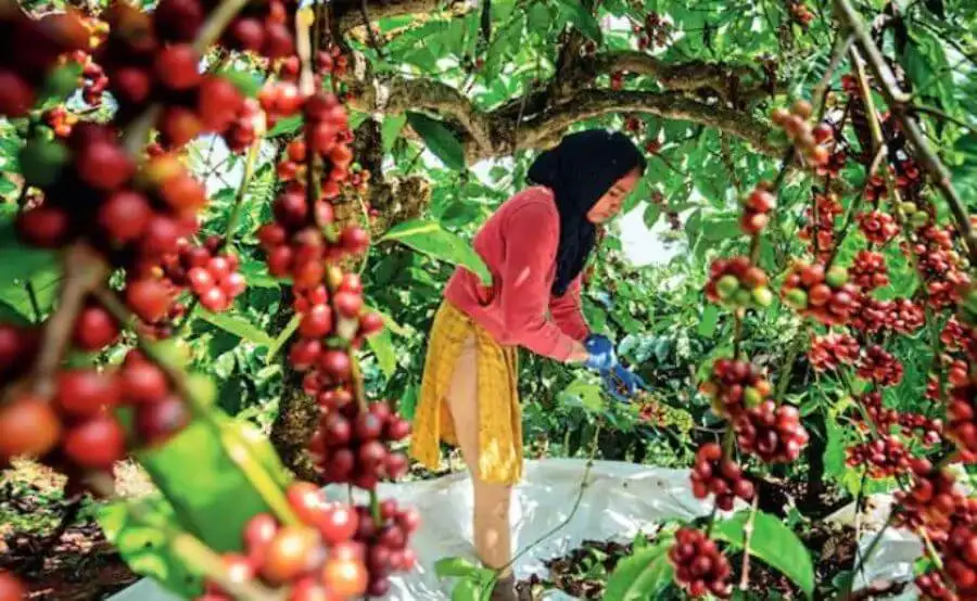 Cà phê Ấn Độ ‘lên hương’ nhờ robusta tăng giá bùng nổ