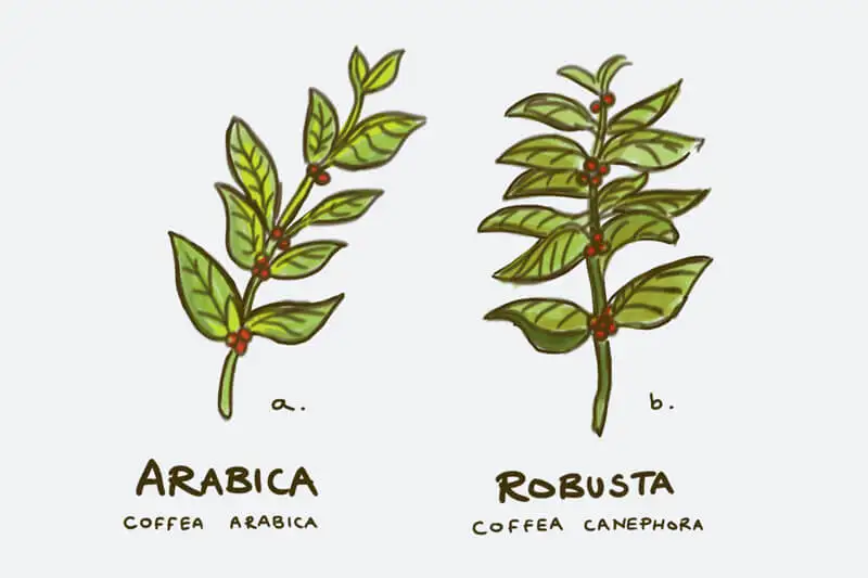 So sánh cà phê Arabica và Robusta