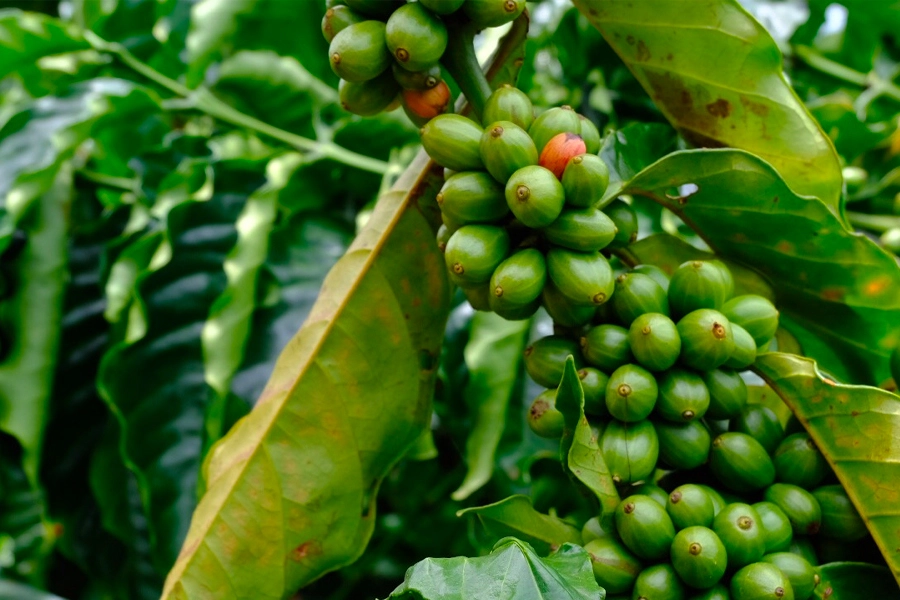 Niềm tin & định kiến đối với Robusta