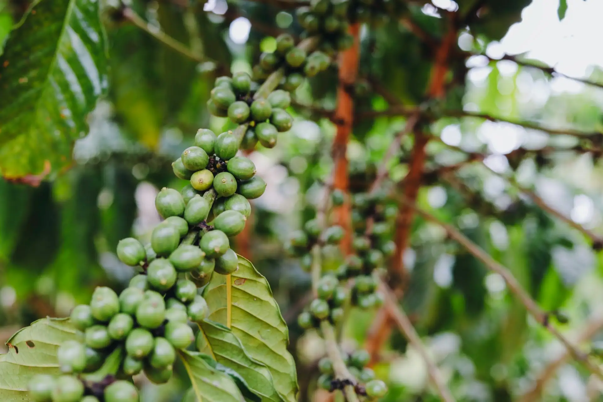 Cà phê Robusta – Nguồn gốc & Đặc điểm sinh vật học
