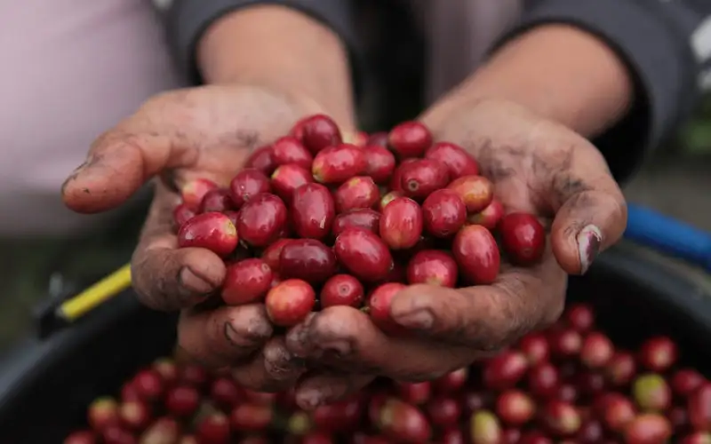 Tiềm năng hương vị và chất lượng cà phê