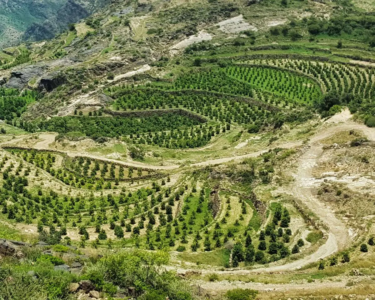 Chuyện về cà phê Mocha từ Yemen