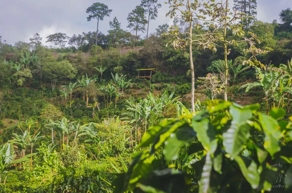 Sản xuất cà phê tại Honduras