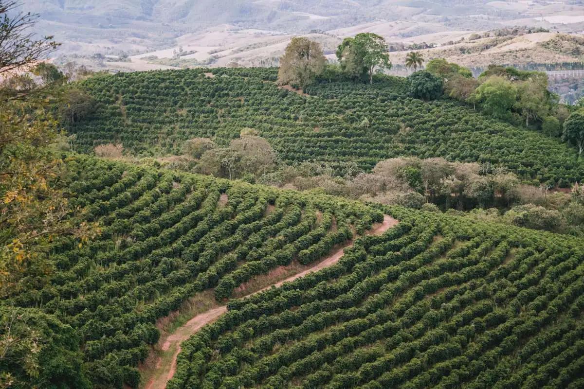 Sản xuất cà phê tại Brazil