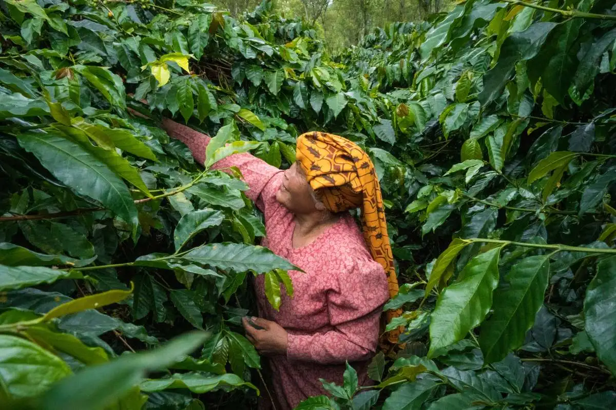 Sản xuất cà phê tại Indonesia