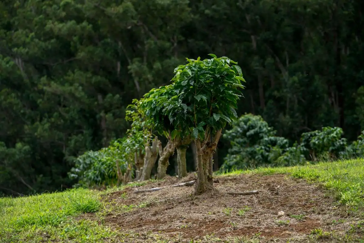 Cà phê Kona từ Hawaii
