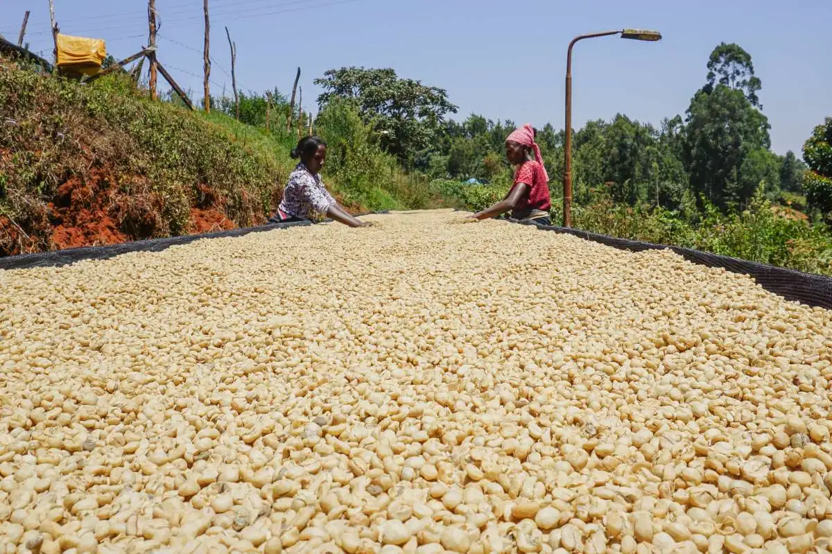 Tổng quan về cà phê Kenya từ Châu Phi