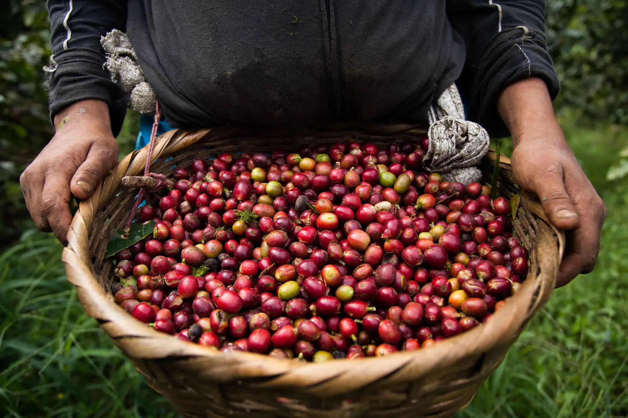 Single origin coffee là gì?