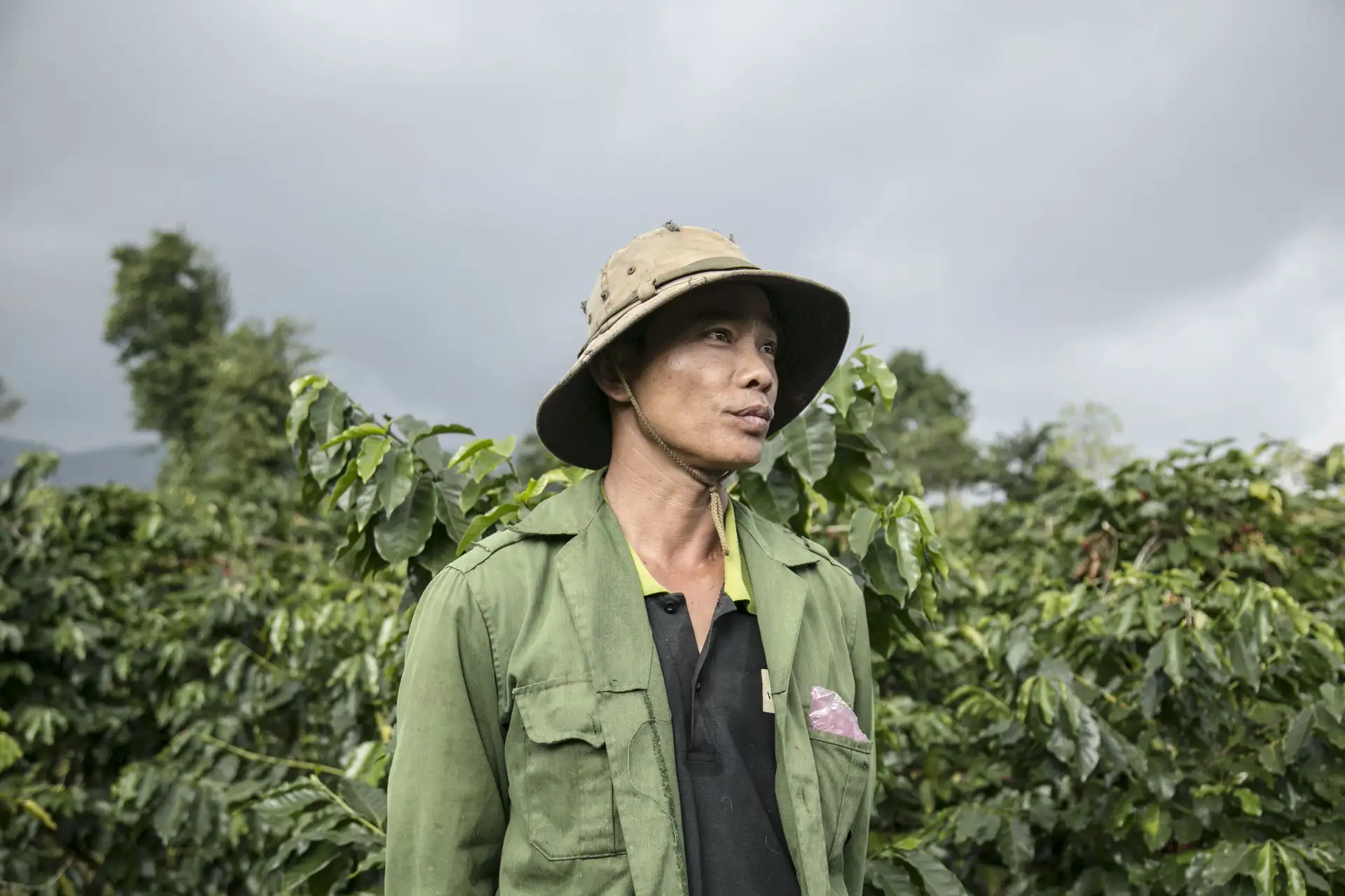 Sự phát triển của cây cà phê Robusta Việt Nam