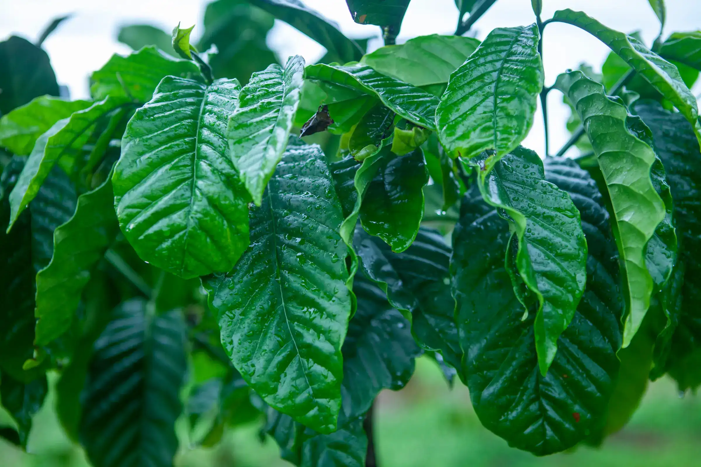 Canh tác 04: Yêu cầu sinh thái của cây cà phê