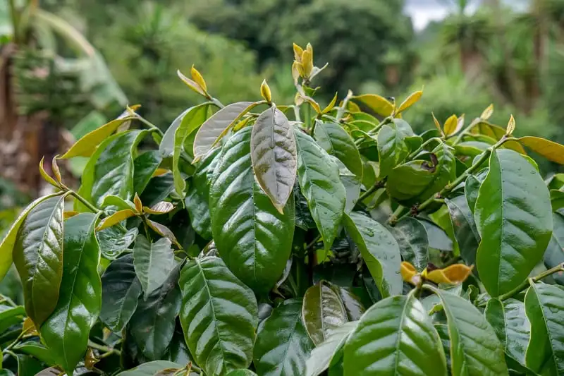 Cà phê SHG là gì? đặc điểm của cà phê Strictly High Grown (SHG)
