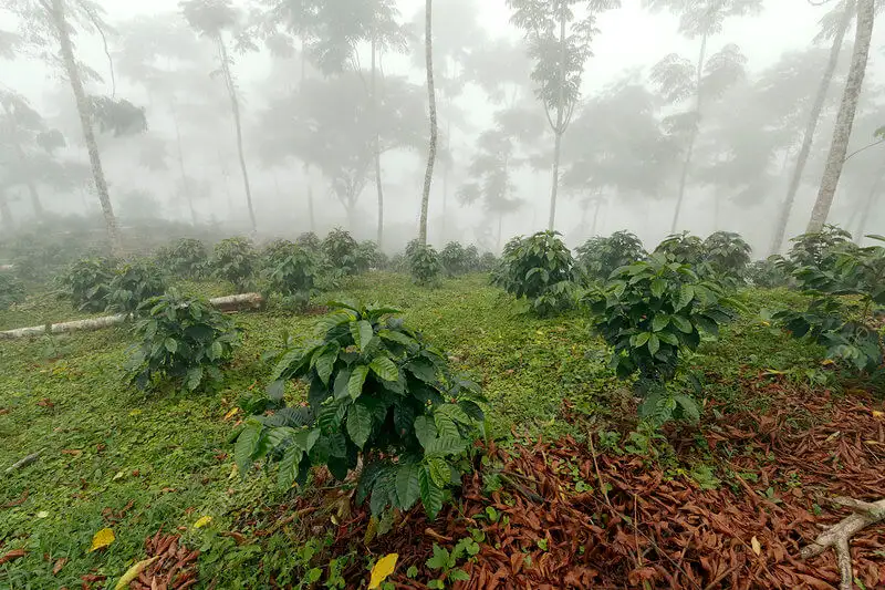 Canh tác cà phê dưới bóng râm (Shade-Grown Coffee)