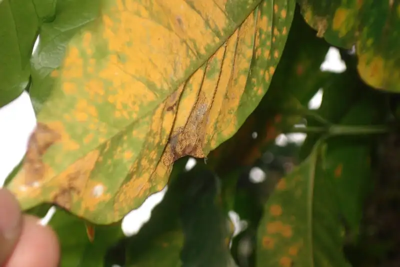 Tổng quan về bệnh gỉ sắt trên cà phê (Hemileia vastatrix)