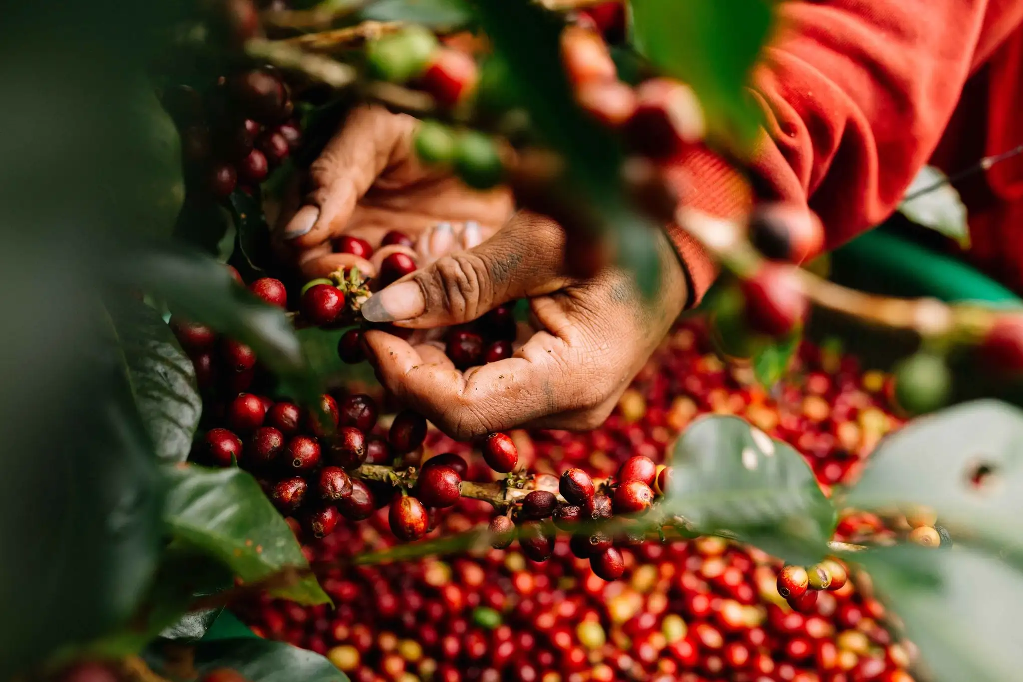 Blend Coffee: một phần bản sắc của cà phê đặc sản