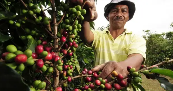USDA: Sản lượng cà phê 2025/2026 của Brazil có thể tăng nhẹ