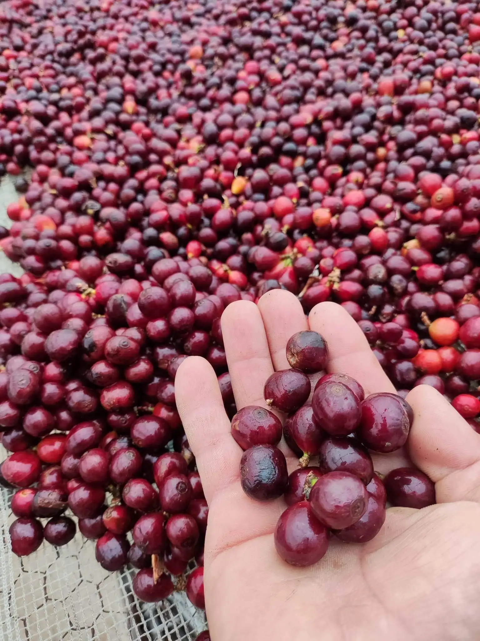 Quảng Trị Liberica | RAAW
