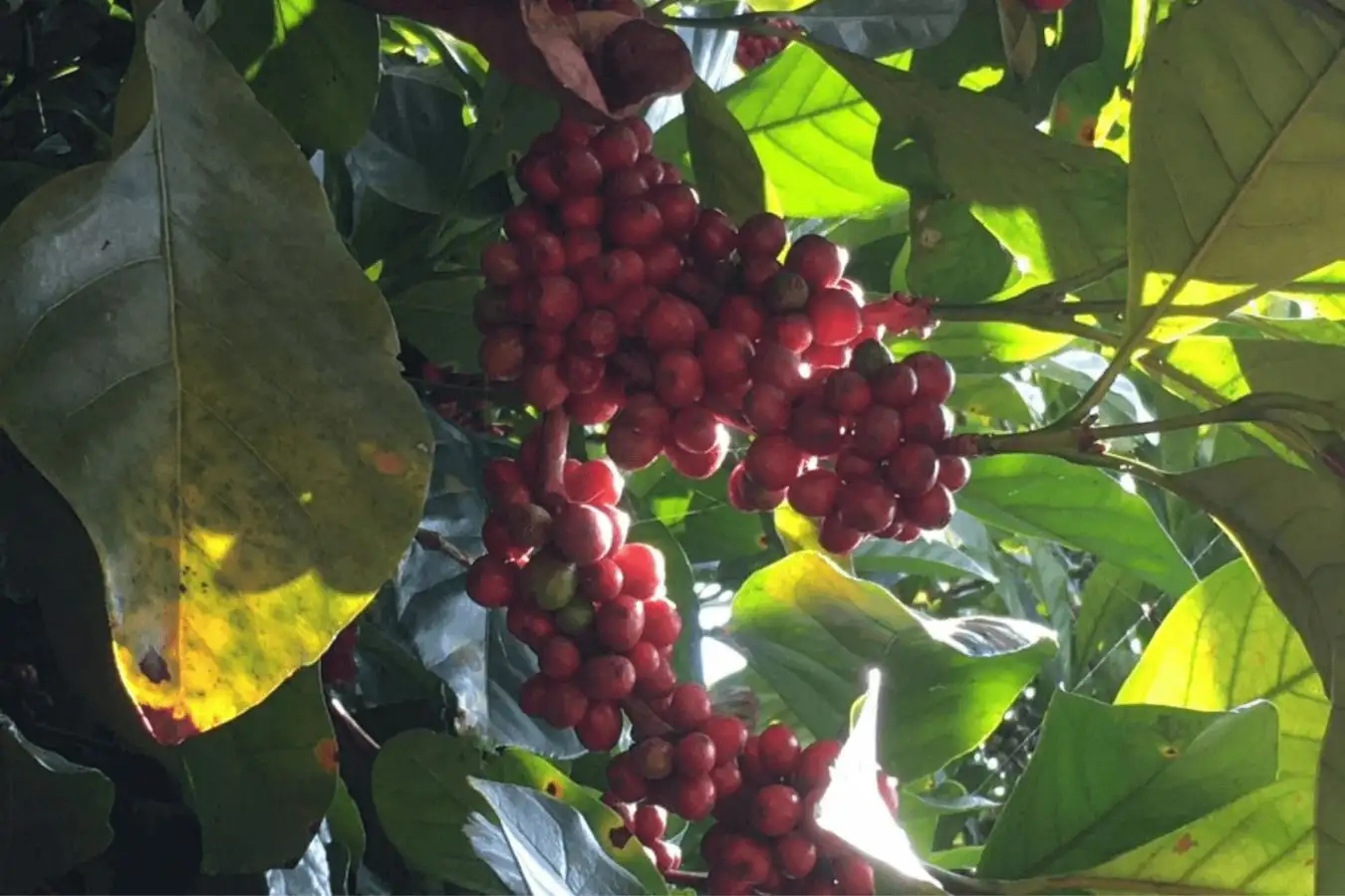 Quang Tri Liberica Coffee - Helena Coffee Vietnam