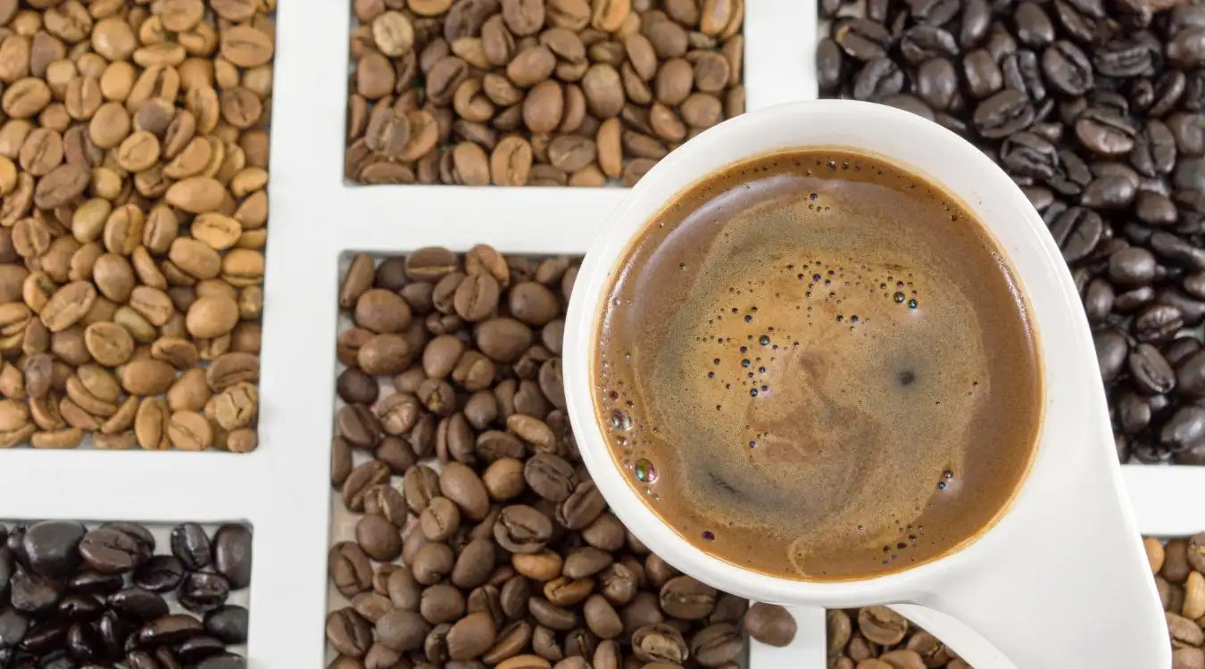 Specialty Coffee vs Regular Coffee: What's the Difference? – kafeido roasters