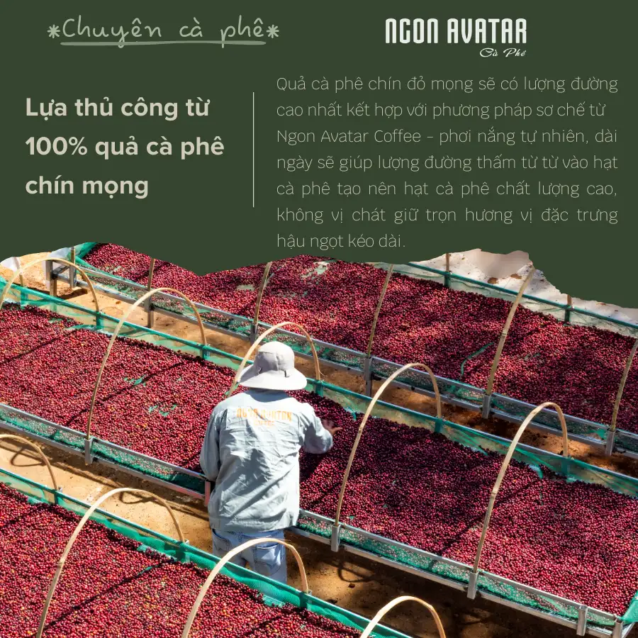 Cà phê thượng hạng (gu tinh tế) đa tầng hương chỉ chọn lọc trái chín, cà phê đặc sản nguyên chất | Shopee Việt Nam