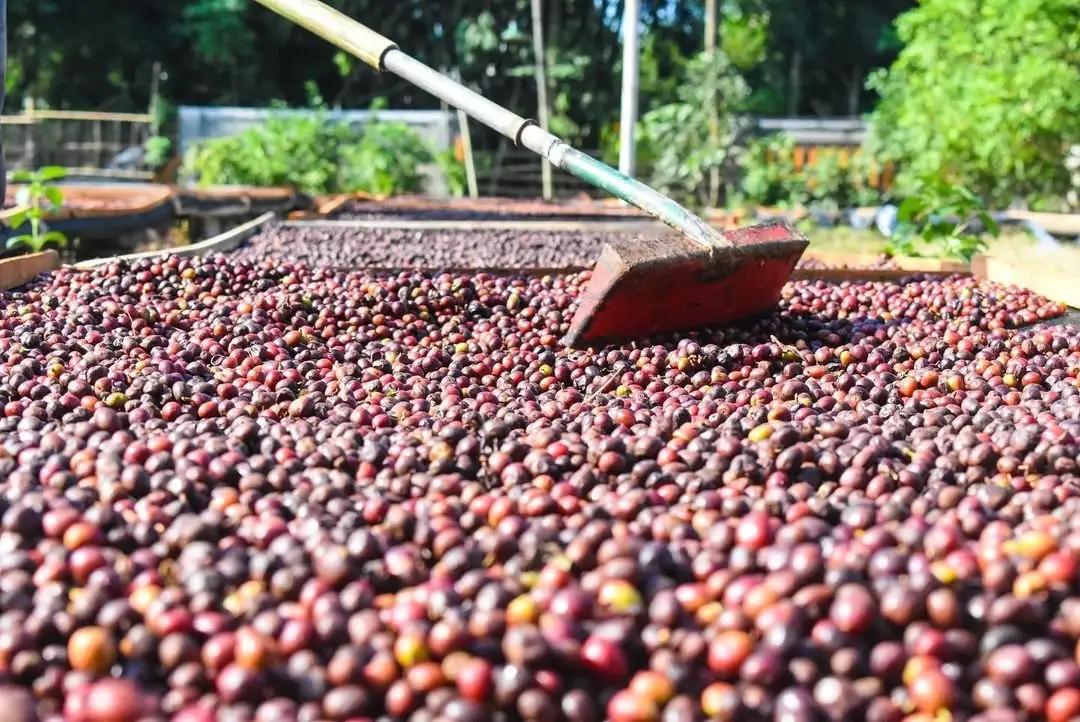 Indonesia Specialty Coffee - Green Coffee Beans Suppliers