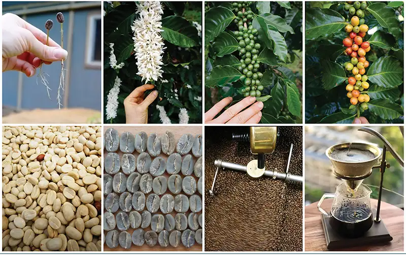 Farm to Cup Hawaiian Coffee - A Visual Guide - Big Island Coffee Roasters