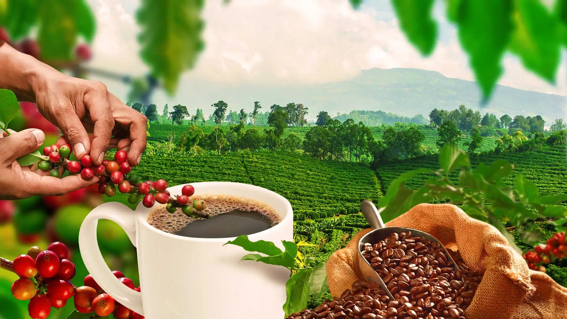 From Farm to Cup: Khi nhà rang bước vào nghề nông