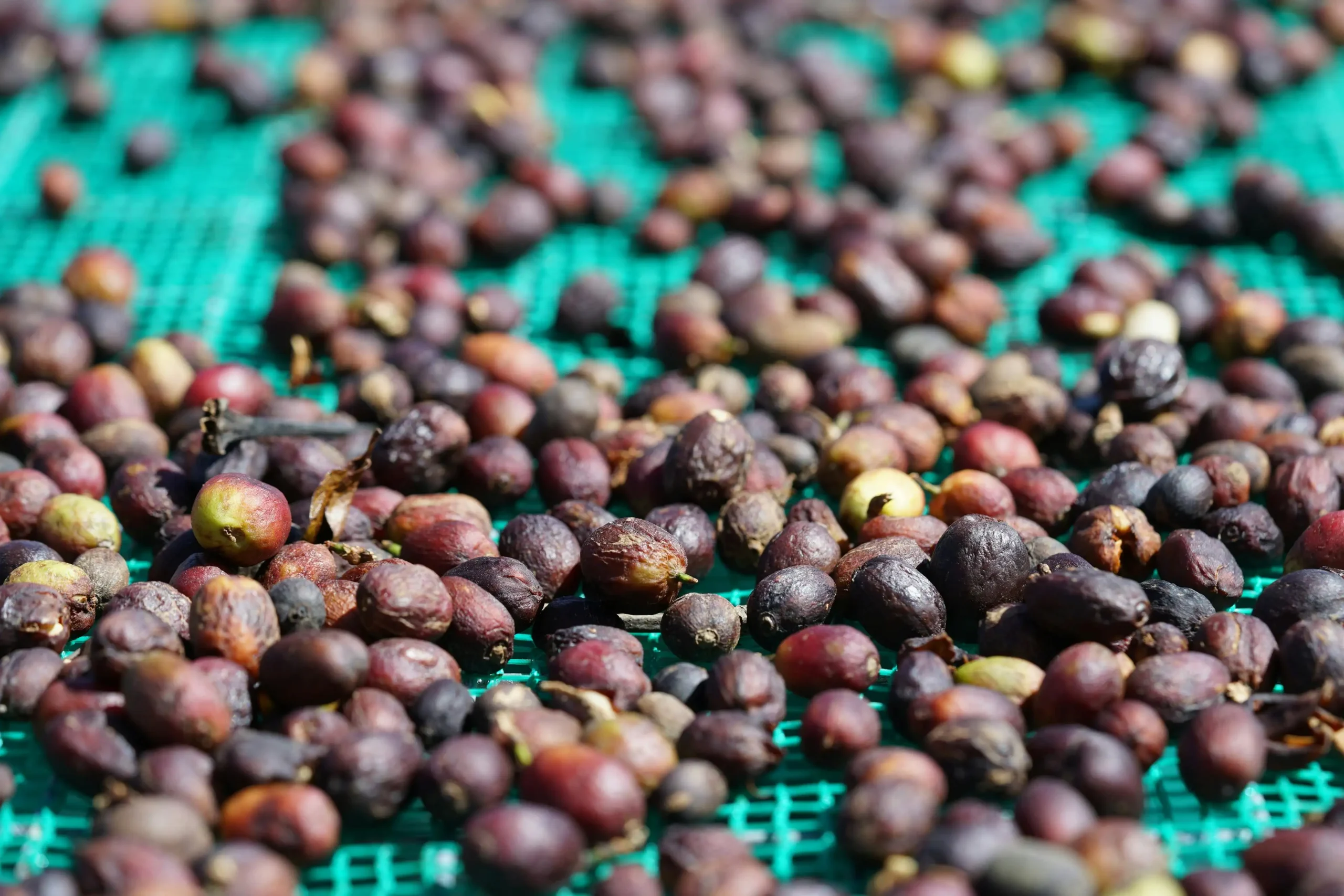 Phương pháp sơ chế khô (Dry/natural process)