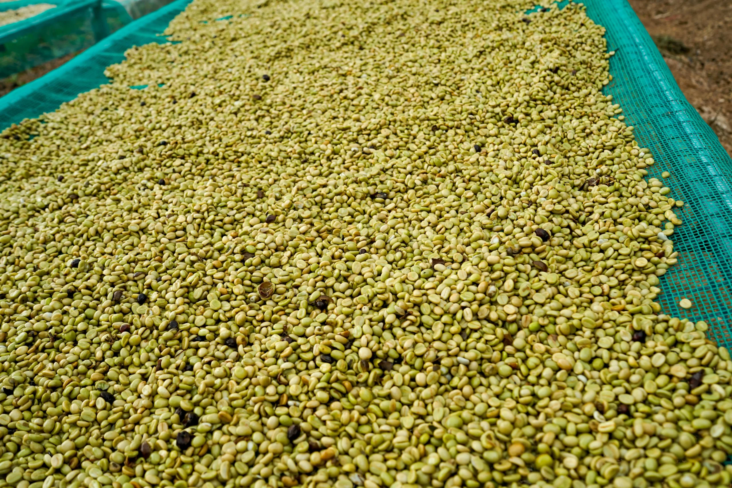Phương pháp sơ chế ướt (Wet/wash process)