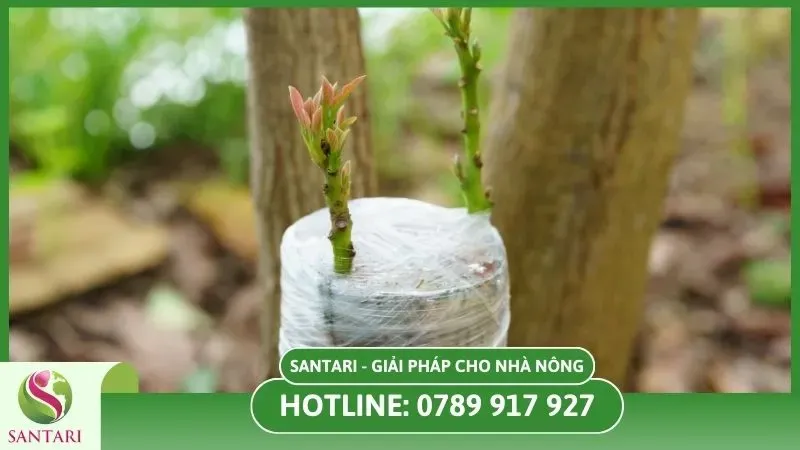 3 Cách ghép cây cà phê: Ghép mắt, ghép nêm và ghép chẻ