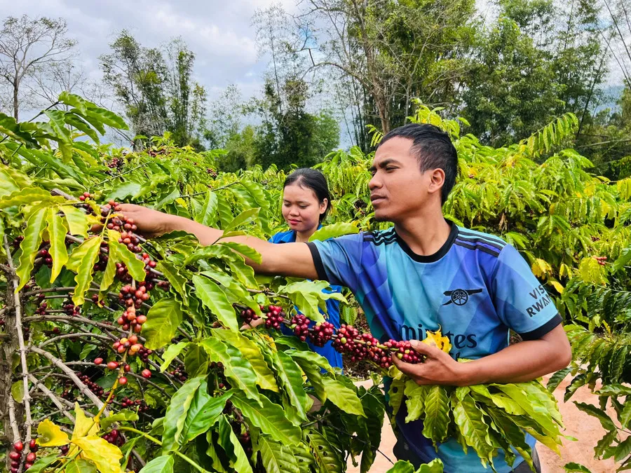 Anh Blấp Bí thư Chi Đoàn làng Roh thực hành cách hái cà phê chín đỏ