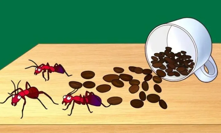 Bã cà phê được rắc xung quanh cây trồng để ngăn ngừa ốc sên và sâu bệnh