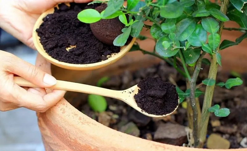 Bã cà phê rắc xung quanh gốc cây để cải tạo và giữ ẩm đất trồng