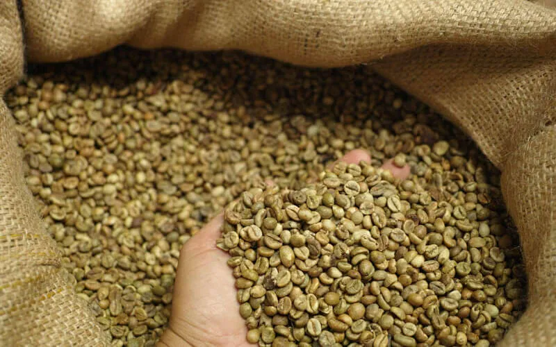 Bảo quản cà phê nhân xanh trong kho mát chuyên dụng