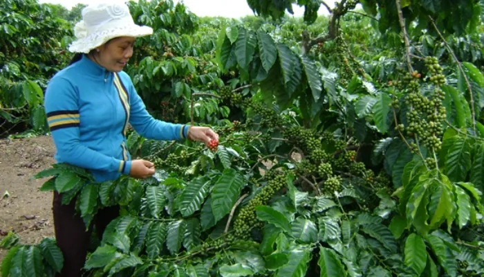 Bẻ chồi vượt kịp thời để giúp cây cà phê tập trung dinh dưỡng nuôi quả