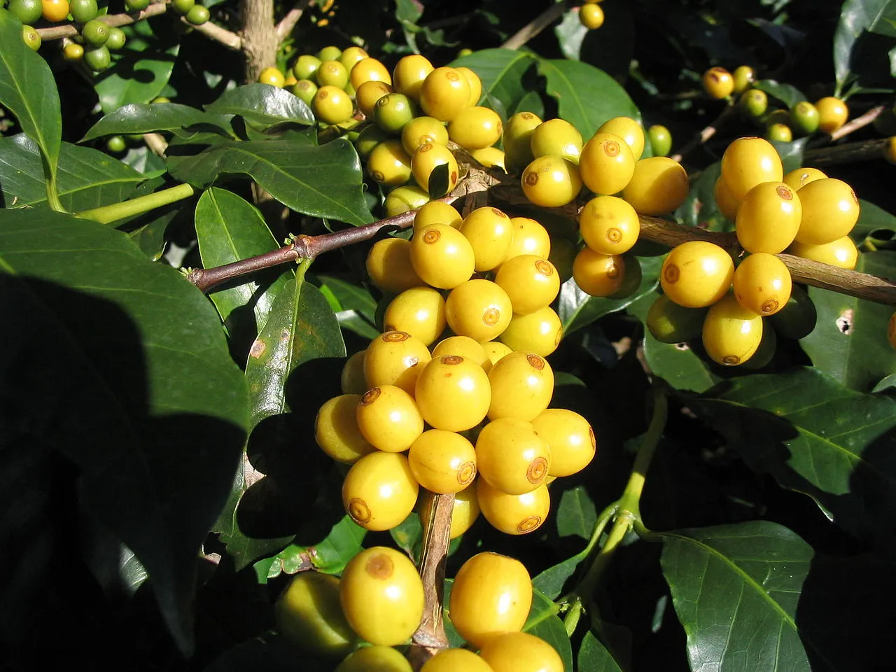 Cà phê Bourbon là giống Arabica cổ điển, nổi tiếng trên toàn thế giới với hương thơm quyến rũ và vị chua thanh hấp dẫn