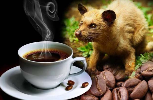 CÁCH LÀM CÀ PHÊ CHỒN: Quy Trình, Đặc Điểm Và Giải Pháp Loại Bỏ Mùi Hôi